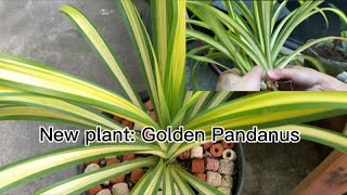 Golden Pandanus Repotting and Caretips [upl. by Justinian]