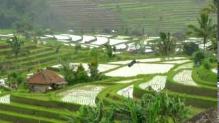 Jatiluwih Rice Terrace Bali Tourist Attraction  Tabanan Bali [upl. by Aruam]