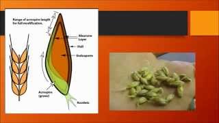 Free BJCP Prep Course Class 6 Malts and Malting [upl. by Daniala]