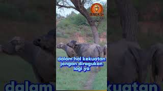 KERBAU AFRIKA faktaunik bull africa animals [upl. by Quita788]