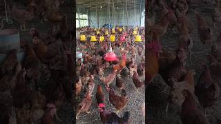 Good food healthy chickens healthy eggs [upl. by Daggett217]