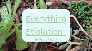 Etiolated Plants Do this [upl. by Jacy]