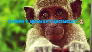 It’s cheeky monkey 🐵 Monday [upl. by Darline]