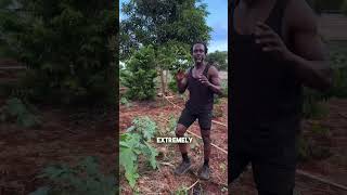 Growing Castor Seeds for Castor Oil castoroil castorplant farm haiti [upl. by Stevena707]