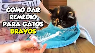 Como dar comprimido remédio para GATOS BRAVOS sem levar mordida  Gatil Hauser [upl. by Solhcin]