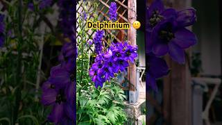 Delphinium elatum delphinium flowers flower [upl. by Zippel]