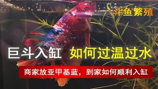 带亚甲基蓝的巨型斗鱼 如何过温过水 顺利入缸 [upl. by Adnawak]