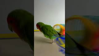 Bird Training  Smart lovebird Parrot  Smart Little Cute Parrot training smartparrot cute [upl. by Xenophon]