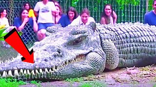 Largest Crocodiles Ever Recorded 3 [upl. by Nuris]