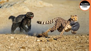 Le Ratel Sauve son Bébé du Léopard  Vrai Combat Blaireau de miel vs Léopard [upl. by Arretahs417]