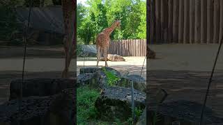 Balade au Touroparc Zoo de RomanècheThorins  Les girafes [upl. by Essyle294]