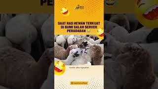 Saat Ras Hewan Terkuat di Bumi Salah Server 😂😂 bensfarm shorts videolucu [upl. by Di]