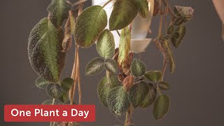 Episcia cupreata Flame Flower Houseplant Care—85 of 365 [upl. by Anitap]