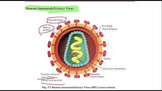 Influenza Flu Virus and Human Immunodeficiency virus 1st year Biology biology viruses hiv flu [upl. by Sirrom886]