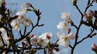 【京都の桜】鴨川堰堤のサクラ（2024年3月28日 京都市左京区） Cherry blossoms in Kyoto Cherry blossoms on the Kamogawa [upl. by Selinda928]