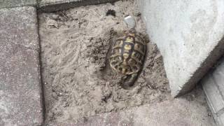 Leggen eieren Griekse landschildpad [upl. by Nirmak]