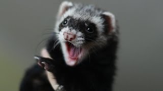 Ferrets sounds voice  singing ferret [upl. by Mungovan]