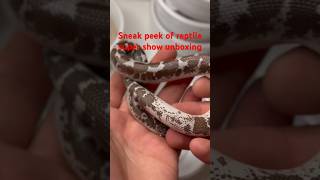 Full video out Wednesday animal snake sandboa sandsnake animals [upl. by Valiant303]