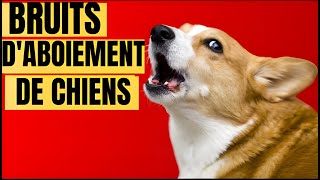 Compilation de sons daboiements de chiens Comment votre Chien RÉAGIT [upl. by Hajile]