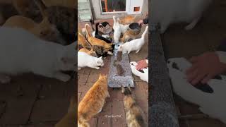 Giving Food To Stray Cats Living in Sanctuary shorts catsanctuary feedingstraycats [upl. by Leasim972]