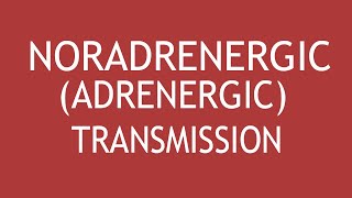 NoradrenergicAdrenergic Transmission by Dr Shikha Parmar [upl. by Nyrhtak]