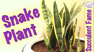 How to Propagate amp Repot Snake Plants Complete with Updates [upl. by Dyraj877]