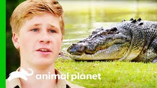 Moving The Biggest Croc At Australia Zoo  Crikey Its The Irwins [upl. by Audly818]