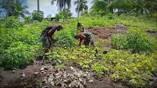 Maksimalkan Budidaya Kacang Hijau Babinsa Bantu Panen Kacang Hijau di Wilayah Binanaanya [upl. by Annoed]