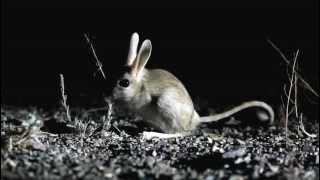 Jerboa in the Gobi Desert Mongolia [upl. by Namyl]