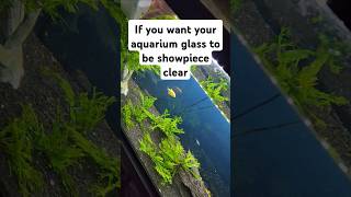 Crystal clear aquarium fish colors watersounds [upl. by Nehttam]