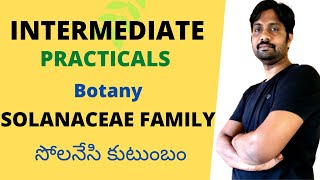 Solanaceae Family  సొలనేసి కుటుంబం  Inter Practicals [upl. by Yelnahs]