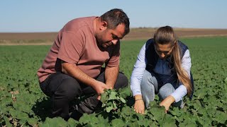 Plant Fit fertilizantul lansat în 2024 de Biochem are rezultate excelente la Jurilovca în Tulcea [upl. by Sirenay]