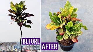 My SECRETS to Make Croton Plant BUSHY [upl. by Adav]