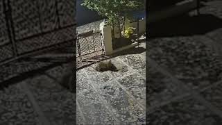 Tiger Leaps Over Wall and Attacks Dog Inside House [upl. by Dunstan]