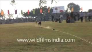 Dogs being raced in rural Punjab [upl. by Eladroc]