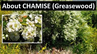 Chamise Greasewood Plant Adenostoma fasciculatum Los Padres National Forest [upl. by Gifferd]