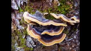 Gljive koje rastu na drvetu 1 Mushrooms growing on a tree Ulcinj Montenegro [upl. by Dustie]