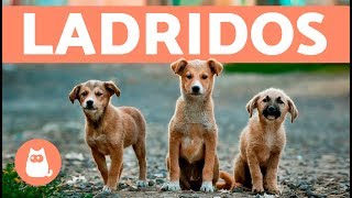 Preciosos cachorros ladrando  Puppies barking [upl. by Yauqram]