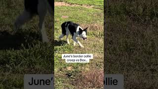 June border collie creep vs Dex… [upl. by Eleni]