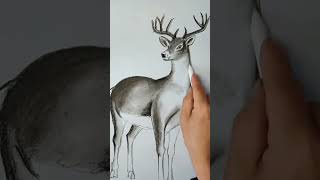 How to draw a deer art of white deer realistic sketch of deer shorts [upl. by Quin]