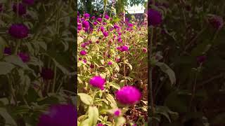 Gomphrena🥀gomphrena gardening shortvideoviralshortytshortsvideoytviralytviralvideoviralvideo [upl. by Onabru704]