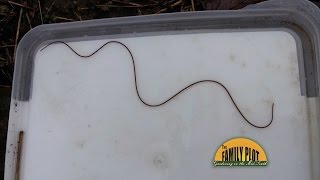 QampA  What is this snake like creature A Horsehair worm [upl. by Zack424]