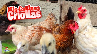 Todas Mis Gallinas Criollas [upl. by Gilburt511]