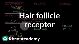 Ruffinis Ending and Hair Follicle Receptor  NCLEXRN  Khan Academy [upl. by Hume]