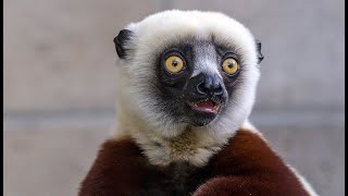 Sifaka lemur [upl. by Cornew]