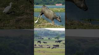 Trâu nước hoang dã  Tổ tiên của trâu nhà ngày nay buffalo animals vatv1412 wildwater [upl. by Assiren]