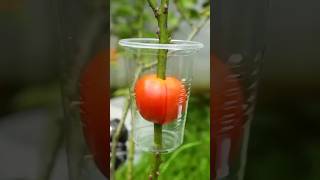 Best way to propagate rose plant ✅ Rose Plants propagation technique [upl. by Rehtse]