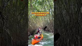 Mangrove forest reels mangrove kerala varkala coimbatore [upl. by Mannes82]