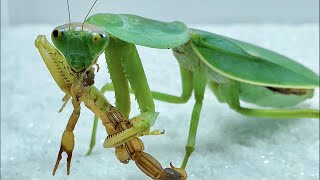 螳螂vs蝎子当螳螂遇见蝎蝎子吃掉 Mantis vs scorpionWhen Mantis meets scorpioneat up [upl. by Ramas]