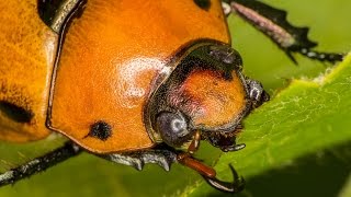 Grapevine Beetle Pelidnota punctata Feeding on a Leaf [upl. by Mario]